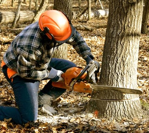 Tree Removal in Aristes, PA